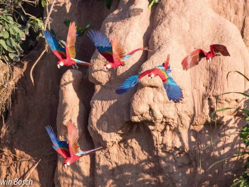 Secrets Peruvian Amazon trips: Macaw clay – Sandoval – Canopy 4D