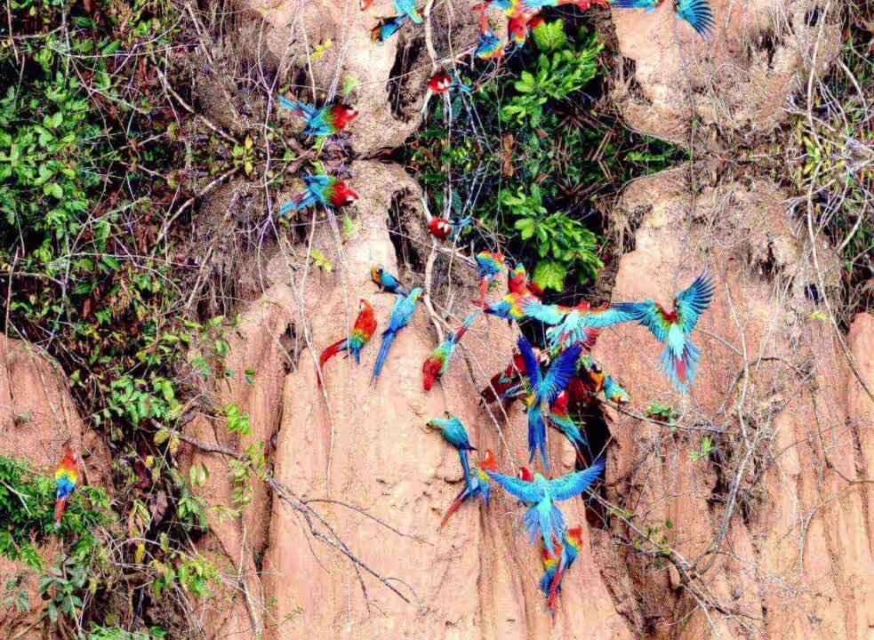 Macaw clay and Sandoval Lake in Amazon (Super Deal) 4 Days