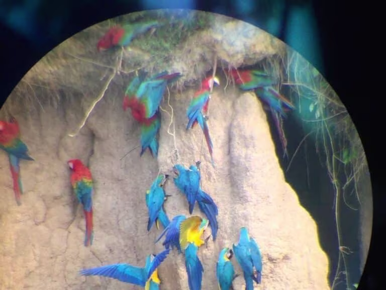 Macaw Rainforest Expedition Amazon tour Peru 3 Day