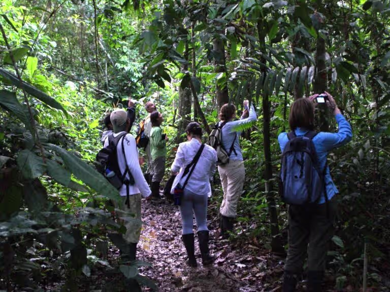 Rainforest Mysteries: Peru jungle tours in Superior Suites 3 Days