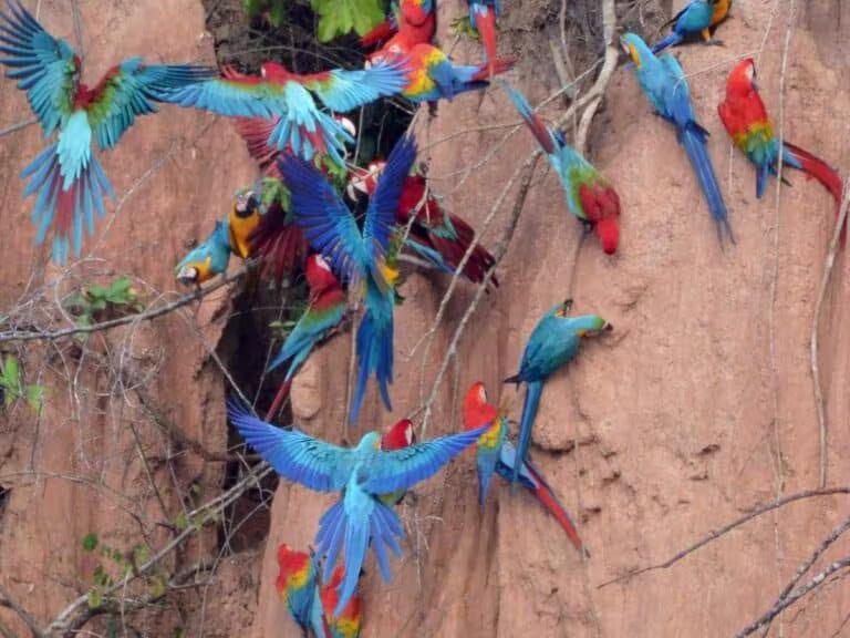 Wild Amazon: Macaw clay lick deeper in Jungle lodge 2 Days